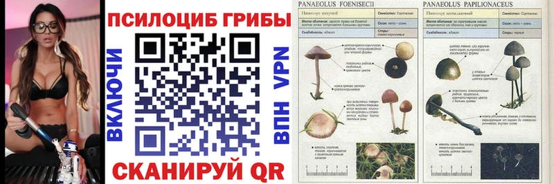 что такое   Цимлянск  blacksprut вход  Псилоцибиновые грибы мухоморы 